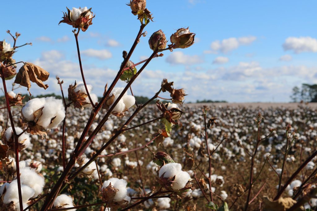 Supporting sustainable practices in Zambia's cotton sector