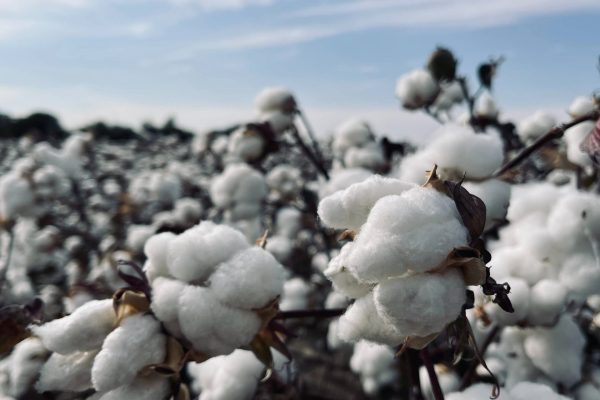 Development of A Robust  Cotton Out-Grower Scheme for Mt Meru Millers Zambia